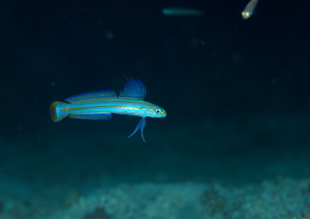 スジクロユリハゼ