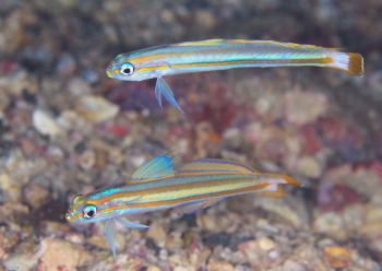 スジクロユリハゼ