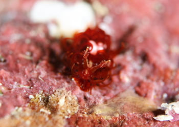 ショウジョウウミウシ