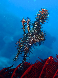 ニシキフウライウオ