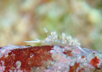 ハクセンミノウミウシの仲間