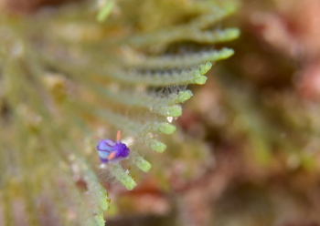 クロスジリュウグウウミウシ