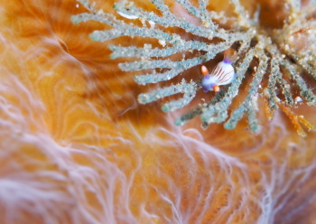 クロスジリュウグウウミウシ