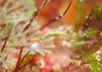 クロスジリュウグウウミウシ