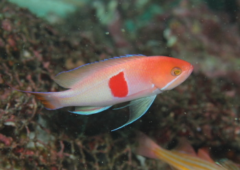 アカオビハナダイ