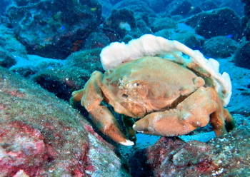 オオカイカムリ