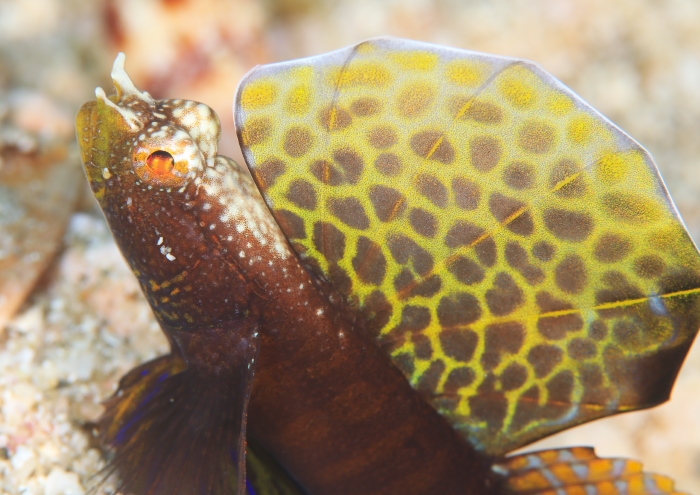 ホタテツノハゼ