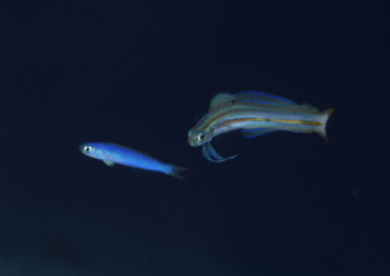 スジクロユリハゼ&タマムシサンゴアマダイ