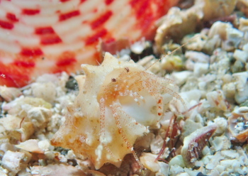 アカホシネジレヤドカリ