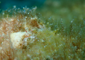 アカホシネジレヤドカリ