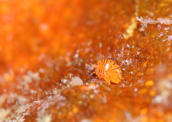 ホムラスベヨコエビ