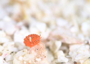 ホムラスベヨコエビ