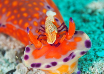 ウミウシカクレエビ