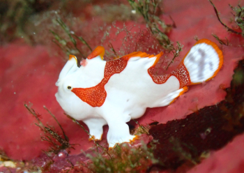 クマドリカエルアンコウ