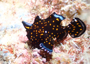 クマドリカエルアンコウ