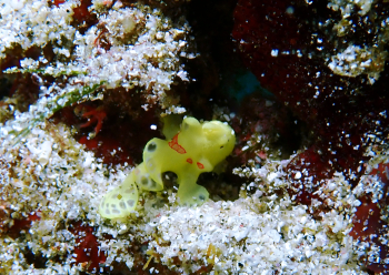 イロカエルアンコウ