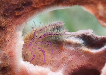 サクラコシオリエビ