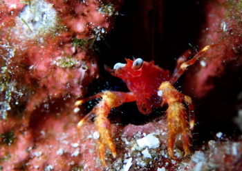 アナモリチュウコシオリエビ