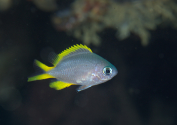 タンポポスズメダイ