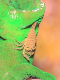 ポントニデス・マルディブエンシス