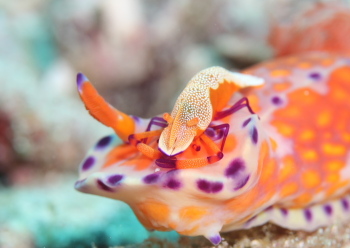 ウミウシカクレエビ