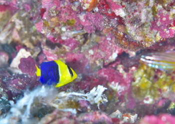 ソメワケヤッコ