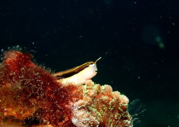 ヒトスジギンポ