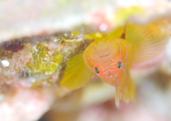 イレズミハゼ属の一種