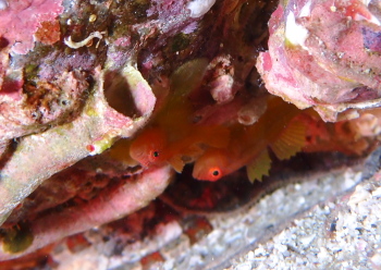 イレズミハゼ属の一種