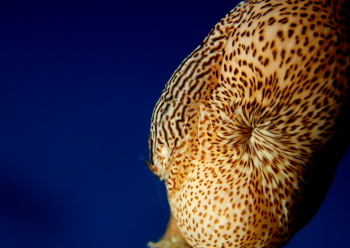 アヤトリカクレエビ