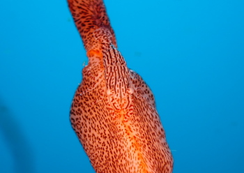 アヤトリカクレエビ