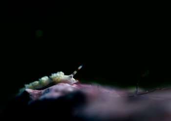 キイロワミノウミウシ