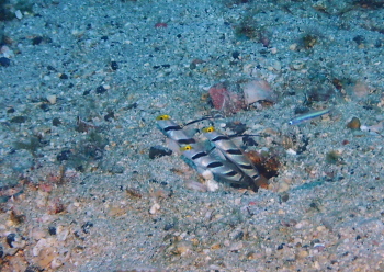 ヒレナガネジリンボウ