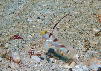 ヒレナガネジリンボウ