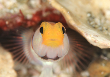 ヒレナガネジリンボウ