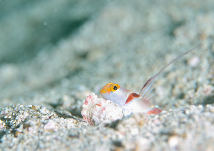 ヒレナガネジリンボウ