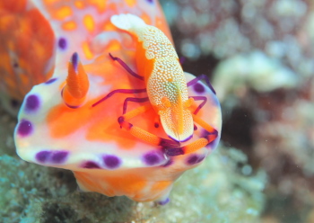 ウミウシカクレエビ