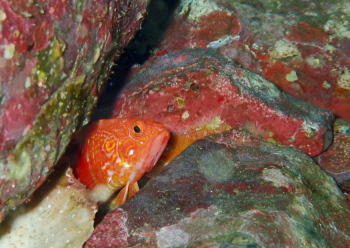 オシャレハナダイ