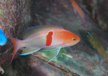 アカオビハナダイ