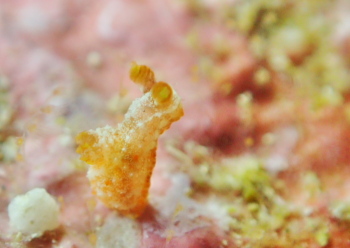 コナフキウミウシ