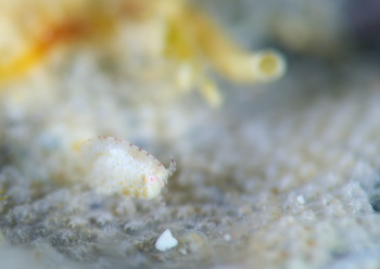 スベヨコエビの仲間