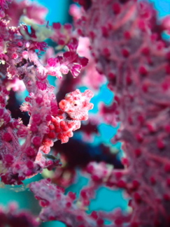 ピグミーシーホース