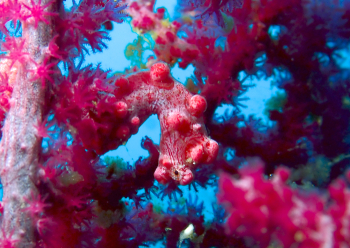 ピグミーシーホース