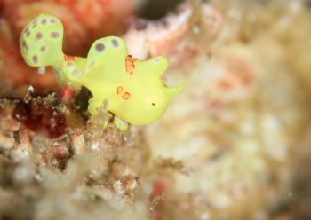 イロカエルアンコウ