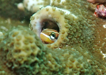 テンクロスジギンポ