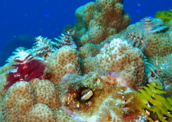 テンクロスジギンポ