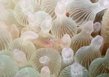 カザリイソギンチャクエビ