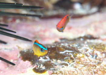 ミヤコキセンスズメダイ