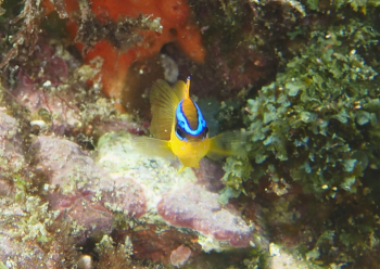 ミヤコキセンスズメダイ