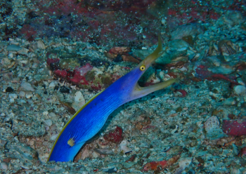 ハナヒゲウツボ